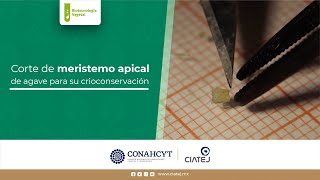 5 Crioconservación de meristemos de Agave [upl. by Flavian]