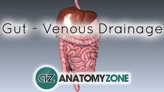 Blood Supply to the Gut Introduction  Part 2 Venous DrainagePortal System [upl. by Atik]