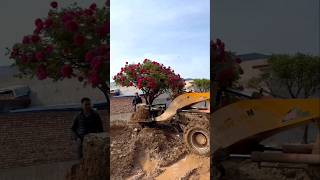 This man called JCB and uprooted this flower tree from its roots [upl. by Ojela]