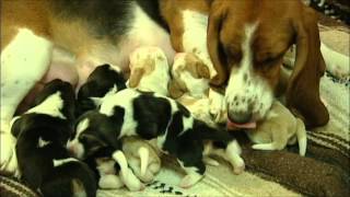 Wonderful Basset Hound Puppies Nursing [upl. by Bashemeth]