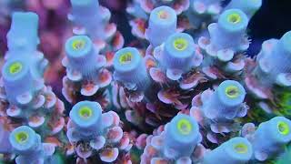 Frag Garage Best Acropora Tenuis Corals [upl. by Noland]