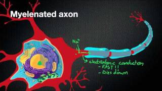 Best Action Potential explanation [upl. by Leinoto12]