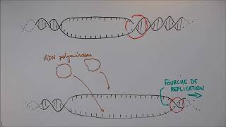 Réplication de lADN  1 Déroulement général [upl. by Ayortal948]