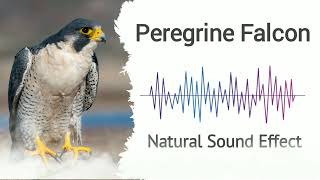 Peregrine Falcon  Natural Sound Effects [upl. by Combes645]