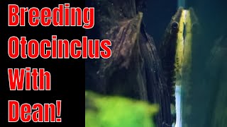 Breeding Otocinclus  Is Live Food the Answer A Conversation with Master Breeder Dean [upl. by Nitnert420]