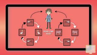 Japanese Encephalitis Explained [upl. by Ellett]