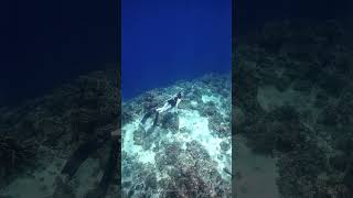 DEANNE adventure apnea dive [upl. by Vail673]