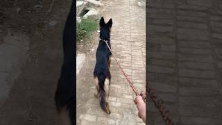 Gori phir de bnak ka paktak✌️hat pacha hat😎doglover germanshepherd capcut foryou [upl. by Kcerred621]