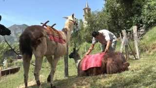 LA FERME DES LAMAS  Qualité Outdoor Ariège Pyrénées [upl. by Marcy]