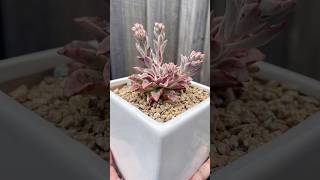 Echeveria Fantastic Fountain echeveria succulent plants succulentflowers succulentobsession [upl. by Auston]