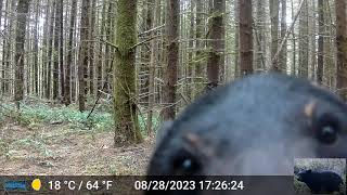 Black Bear Finds Our Camera Ursus americanus [upl. by Alorac]