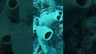 Esponjas de mar diving marcaribe ocean travel marinelife sponge [upl. by Ress988]