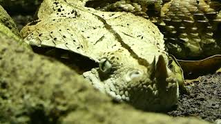 Gabunviper Bitis gabonica rhinoceros Giftzähne Schlange Zoo Schönbrunn Tiergarten Terrarium Viper [upl. by Ehcor910]