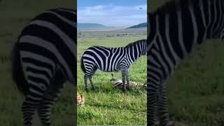 Mother zebra 🦓 trying to rescue her Foal wildlifesaudiarabiadisneytravel vlogviralvideo [upl. by Dlopoel]