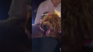 Dog reunited with owner [upl. by Ecirp]