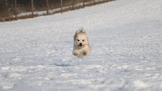 Havanese Obedience Training Building a WellBehaved Dog [upl. by Osicnarf]