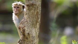 How Hierarchy Decides Everything in Toque Macaque Society [upl. by Mathilda]