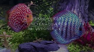 DiskusDirekt Kundenaquarium Hr Dr Wegner [upl. by Virendra]