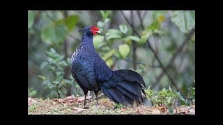 Kalij pheasant Lophura leucomelanos call  sound [upl. by Marolda]