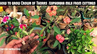 Grow Crown of ThornsEuphorbia Milii From Cuttings Fast N Easy [upl. by Won]