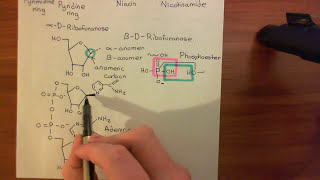 Cholera Toxin and Pertussis Toxin Part 5 [upl. by Enaed357]