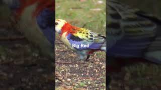 Hybrid PaleheadedCrimson Rosella [upl. by Roer349]