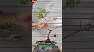 Leptospermum trim timelapse shorts [upl. by Corrie967]