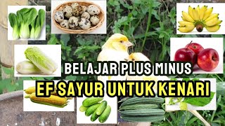 MANFAAT DAN KEKURANGAN 9 JENIS EF KENARI  AWAS SALAH KASIH BIKIN BURUNG RUSAK [upl. by Samoht]