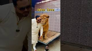 Lion love with owner ❤️lionlover lovestatus respectanimals animallover shortsfeed [upl. by Hgeilhsa]