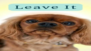 How to Train Your Cavalier Puppy to Leave It Teaching Leave Something with Positive Training [upl. by Nahtanohj855]