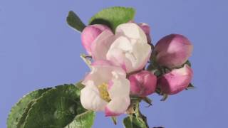 Apple blossom time lapse Warners King [upl. by Rafaello711]