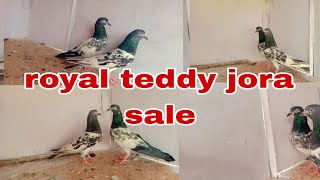 royal teddy jora for sale pyor teddy jora for sale beredar jora for sale india [upl. by Ipoillak293]