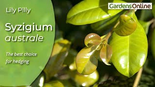 Syzygium australe  Lily Pilly [upl. by Groos]