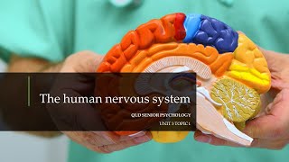 The Human Nervous System [upl. by Esinehc]