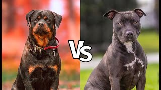 Pitbull vs Rottweiler Real Fight  Who Would Survive [upl. by Rep]