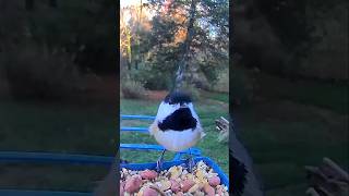 Backyard Birds Chickadees birds birdcam nature birdslover wildlife backyardbirdwatching [upl. by Modestine]