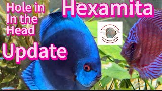 Hexamita hole in the head update [upl. by Alemak155]