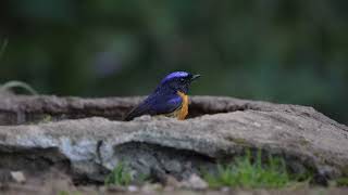 Rufous bellied niltava at quot Nature Sparsh Homestay quot Jantwalgaun Sattal  Birding guide at Sattal [upl. by Enenstein]