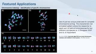 Advances in Design amp Synthesis of Custom FISH Probes 6 [upl. by Yrrag]