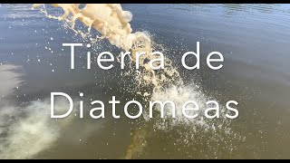 Tierra de diatomeas y fermentos simbióticos [upl. by Hildegaard319]