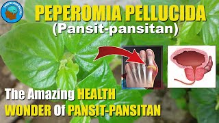 The AMAZING Health Wonder of PEPEROMIA PELLUCIDA  PANSITPANSITAN  For Uric Acid Arthritis amp Gout [upl. by Zola841]