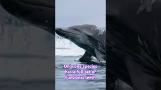 FACTS ABOUT BEAKED WHALES facts [upl. by Kobylak597]