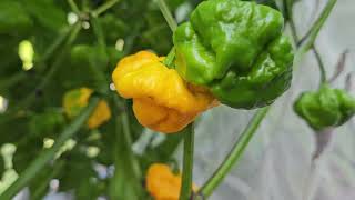 Foodarama Yellow Scotch Bonnet [upl. by Yorick]