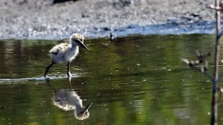 屏東縣的高蹺鴴Himantopus himantopus （2024 05 11） [upl. by Anne]