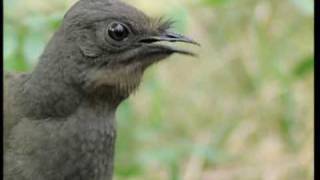 Attenborough the amazing Lyre Bird sings like a chainsaw Now in high quality  BBC Earth [upl. by Nyvek946]