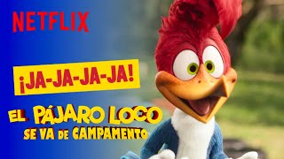 Tome su like  El Pájaro Loco se va de campamento  Netflix [upl. by Serge562]