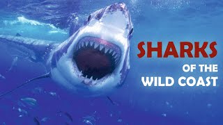 Sharks of the Wild Coast  Documentary 12 [upl. by Emolas]