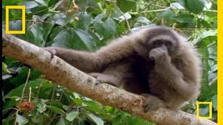 The Swinging Gibbon  National Geographic [upl. by Aiekat]