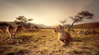 Nat Geo WIld Wildlife of AFRICA Documentary HD [upl. by Hsetirp513]