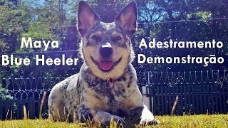 Adestramento Australian Cattle Dog Blue Heeler [upl. by Phaidra45]